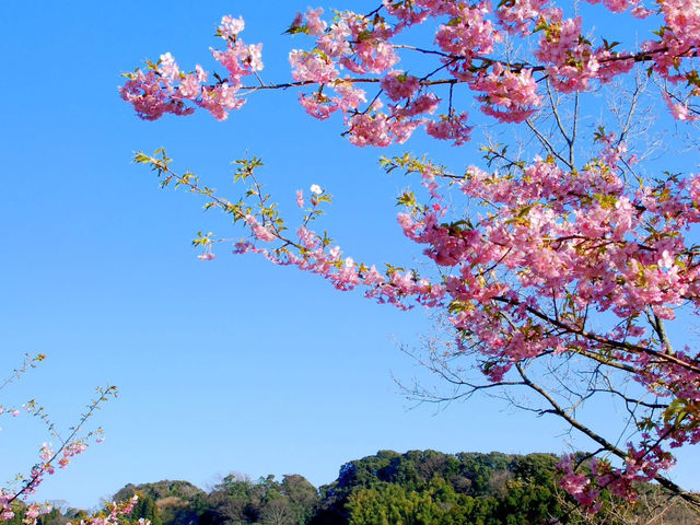 Chasing Sakura at Sakuma Dam Shinsui Park Chiba