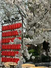 When Hanfu Meets Sakura: The Enchanting Beauty of Luoyi Ancient City