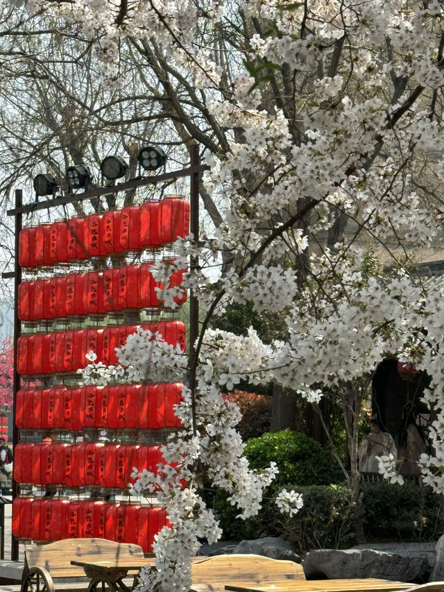 When Hanfu Meets Sakura: The Enchanting Beauty of Luoyi Ancient City