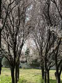 A Serene Escape Amidst the Blossoms at White Horse Temple
