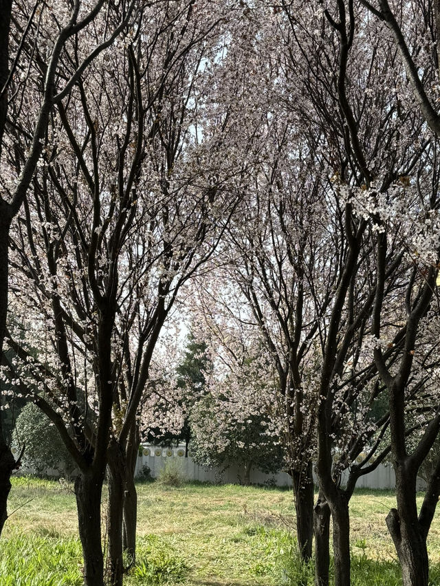 A Serene Escape Amidst the Blossoms at White Horse Temple