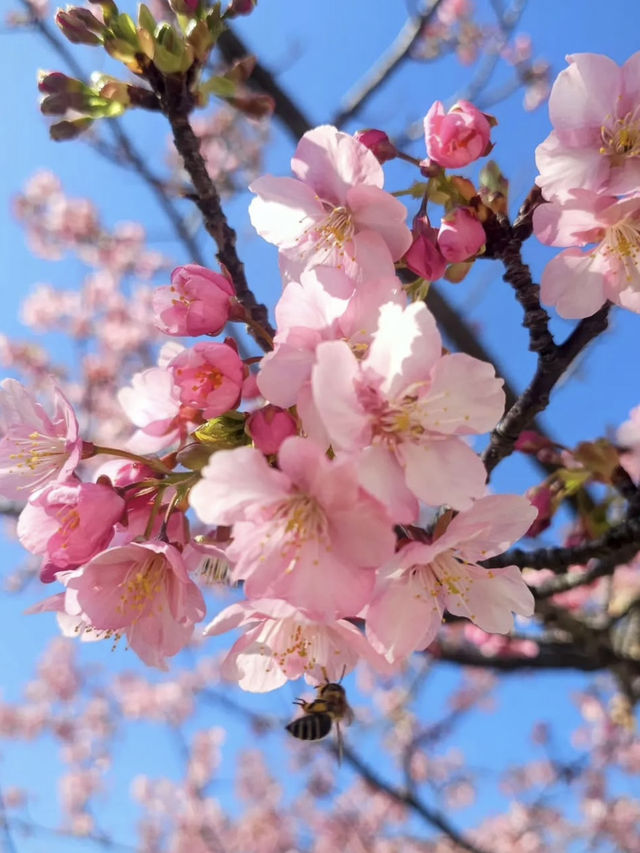 Kawazu Sakura & Tokyo Skytree: A Hidden Gem
