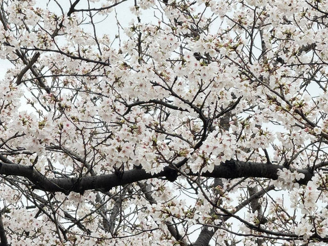 福岡駕與丁公園賞櫻美景