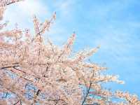 Chasing Sakura in Nagoya City 