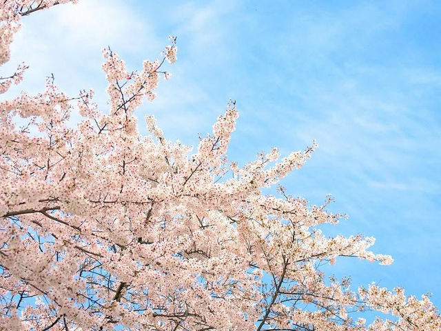 Chasing Sakura in Nagoya City 