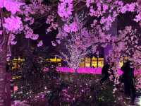Chasing Sakura at Tsurama Park Illumination Night