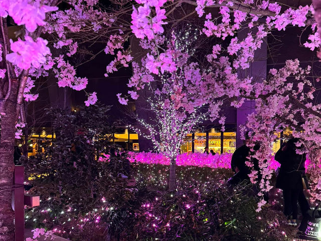 Chasing Sakura at Tsurama Park Illumination Night