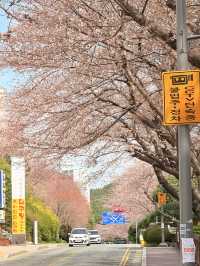 釜山｜迎月路粉色浪漫散步道 臥牛山的浪漫故事
