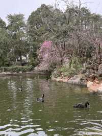 Kunming Zoo จุดชมดอกไม้บาน