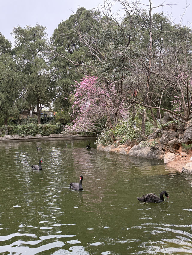 Kunming Zoo จุดชมดอกไม้บาน