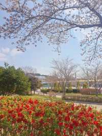 🌸 울산대공원 벚꽃 여행 🌸