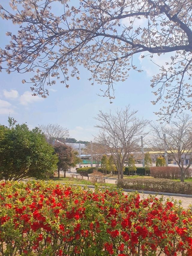 🌸 울산대공원 벚꽃 여행 🌸