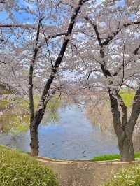 경주의 작은 벚꽃 왕국🌸