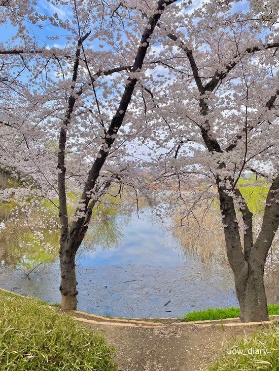 경주의 작은 벚꽃 왕국🌸