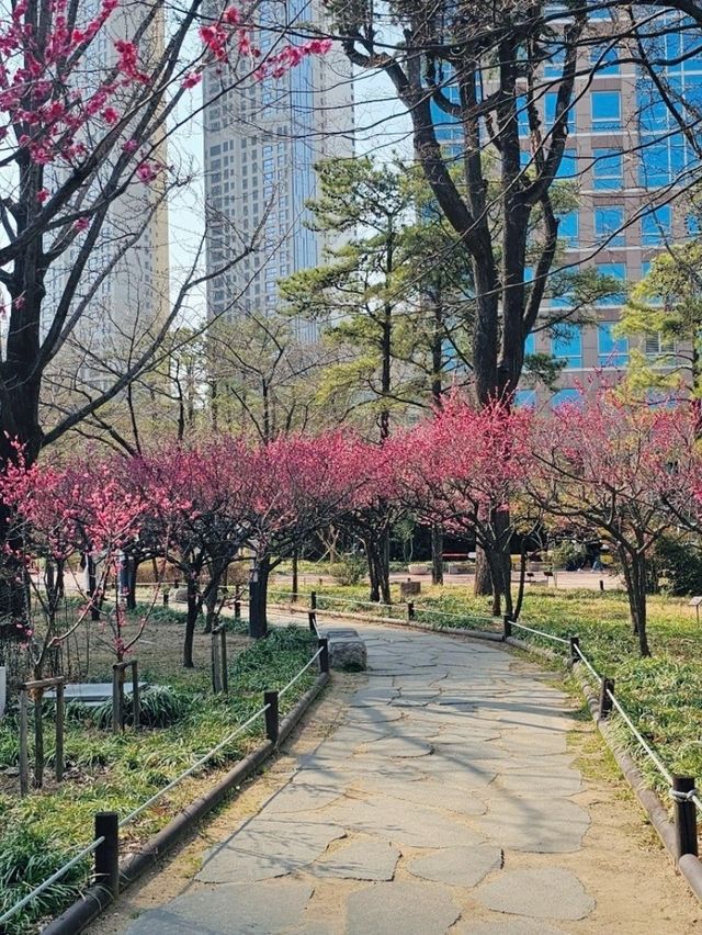 대구 매화꽃보러 봄에 방문하기