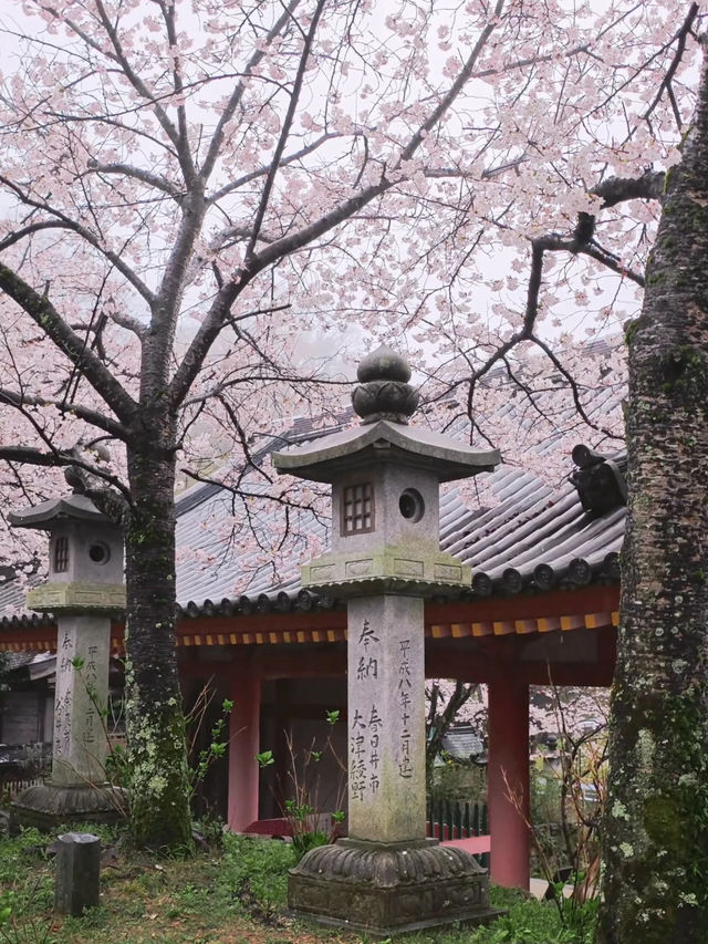🏯 Stunning Cherry Blossoms at Tsubosaka Temple in Nara