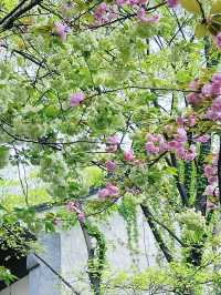 A Rare Floral Wonder: Green Sakura at Xihui Park