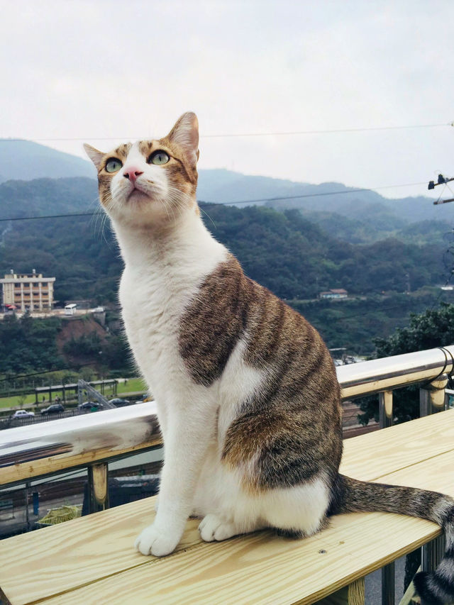 台北｜猴硐貓村與十分一日遊攻略