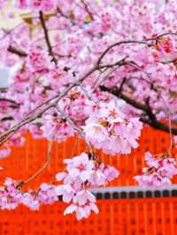 嵐山隱世賞樱秘境🌸車折神社⛩️
