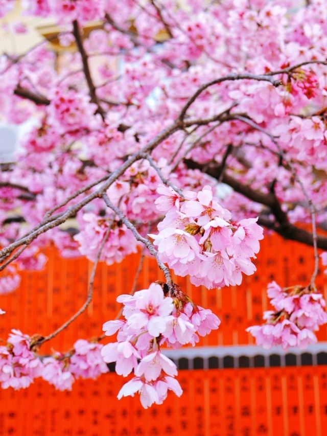 嵐山隱世賞樱秘境🌸車折神社⛩️