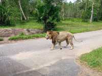 #珍珠野生動物園（Vinpearl Safari Phu Quoc）-越南富國島