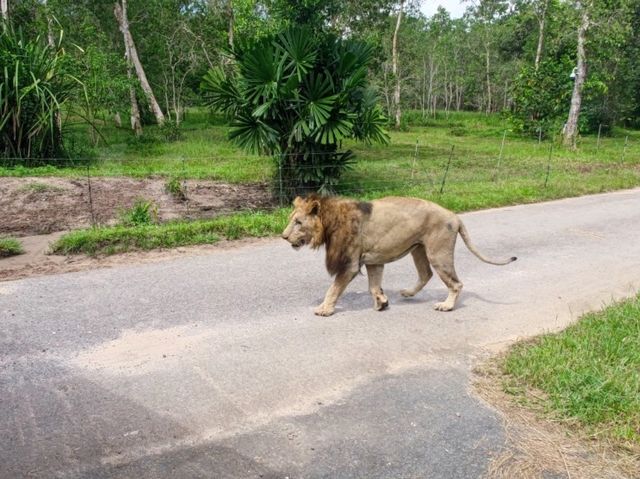 #珍珠野生動物園（Vinpearl Safari Phu Quoc）-越南富國島