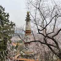 Where Nature Meets Majesty: My Journey to the Summer Palace