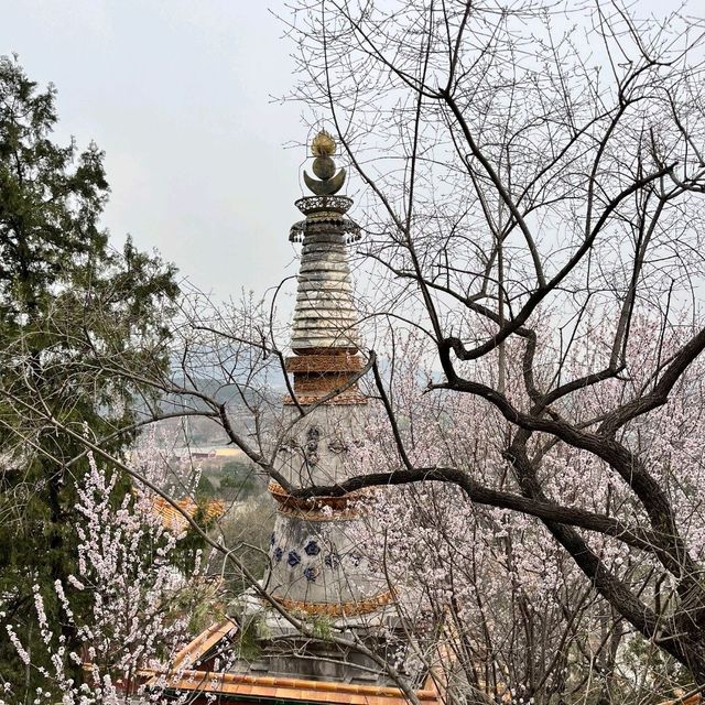 Where Nature Meets Majesty: My Journey to the Summer Palace