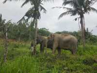 Living Green Elephant Sanctuary near Bangkok/Pattaya