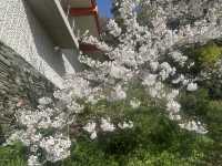 神秘的地方～櫻吹雪🌸