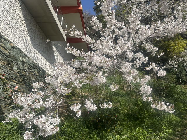 神秘的地方～櫻吹雪🌸