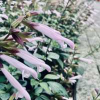 萬里杜鵑花季｜免費賞花好去處，春日漫遊半日遊推薦！