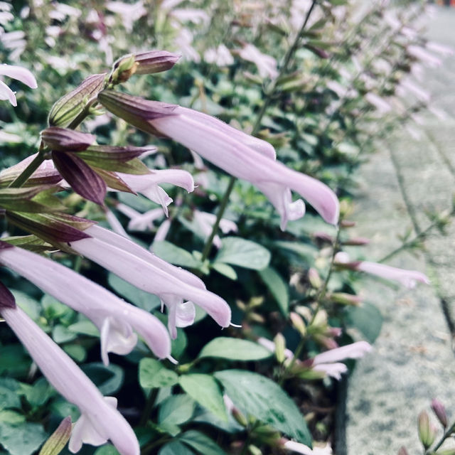 萬里杜鵑花季｜免費賞花好去處，春日漫遊半日遊推薦！
