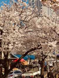 Mokcheok Park: Your Local Haven for Cherry Blossom Magic