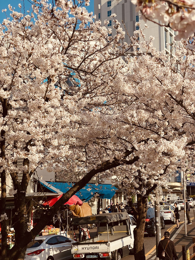 Mokcheok Park: Your Local Haven for Cherry Blossom Magic