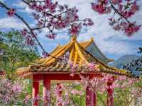 🌸 **台北屈尺櫻花公園（Zhuzihu Sakura Park）櫻花觀賞遊覽分享** 🌸