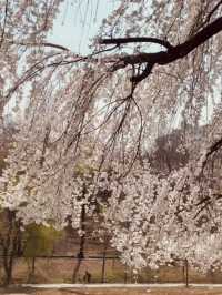Urban Bloom Escape: Yangjaecheon's Accessible Cherry Blossom Beauty for City Dwellers 