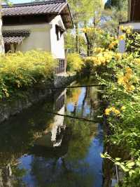 Golden Yamabuki Flowers at Matsuo Taisha