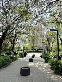 Cherry Blossoms at Sukiyabashi Park
