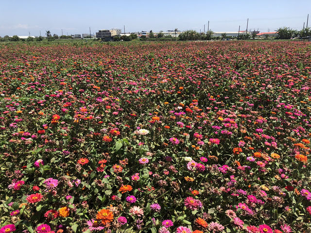 學甲蜀葵花季一日輕旅行～花牆爆炸美