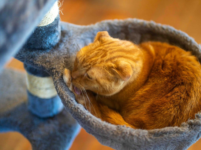 【九州自然動物公園の猫カフェ】🐱☕️