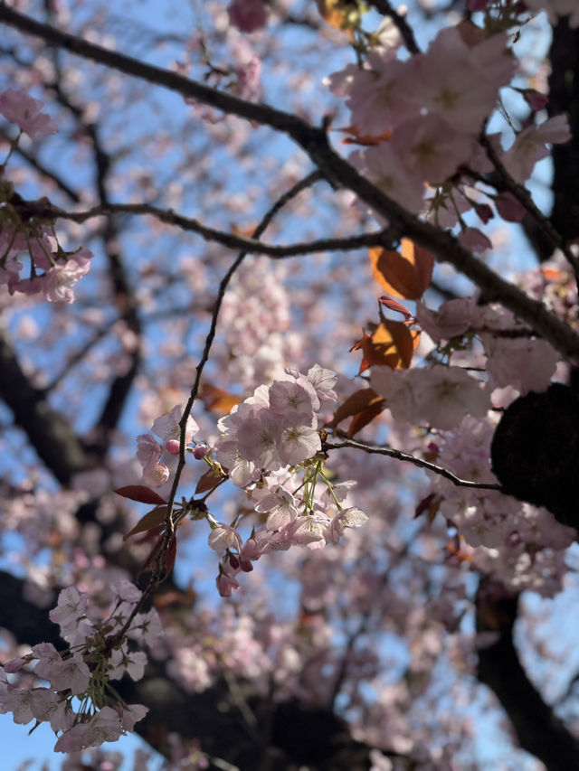 A Magical 6-Day Journey Through Osaka & Kyoto – Culture, Food, and Unforgettable Moments
