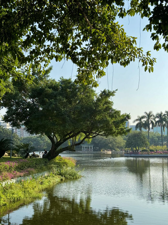 流花湖公園｜貓咪樂園！仲可以近距離睇黑天鵝