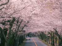 A Spring Stroll Through Sakura: Izu-Kogen’s Dreamy Cherry Blossom Tunnel