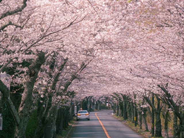 A Spring Stroll Through Sakura: Izu-Kogen’s Dreamy Cherry Blossom Tunnel