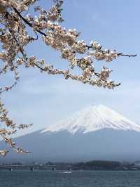 Perfect Cherry blossom view with Mount Fuji @ Kawaguchi Lake 