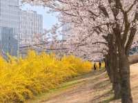 Chasing Sakura at Incheon Grand Park