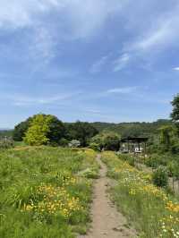 【群馬】花々の楽園  小高い丘に何十万株のアイリスが咲き誇ります。