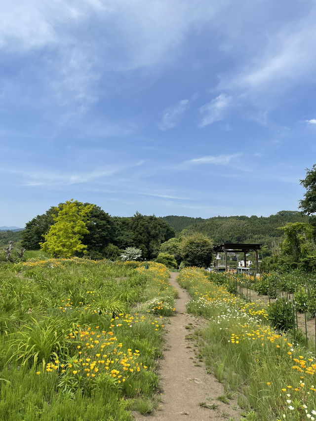 【群馬】花々の楽園  小高い丘に何十万株のアイリスが咲き誇ります。
