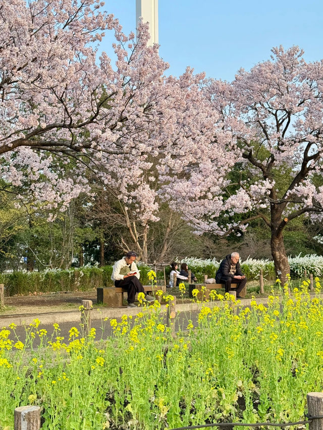 Tokyo's Hidden Cherry Blossom Spot – Full Bloom at Ashikaga Heisei Park! 🌸